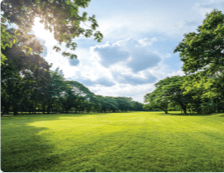 Sunny, vast grass area surrounded by trees, representing the Exercise Area: Exercise and physical health page of the website