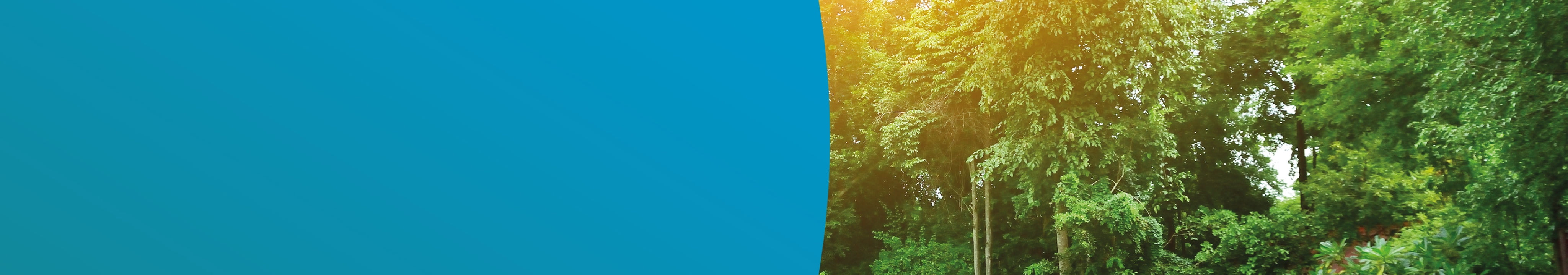 Cluster of green leafy trees with sunlight beaming through